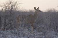 Kudu