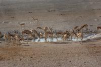 Springböcke am Wasserloch