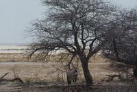 Etosha Nationalpark (3)
