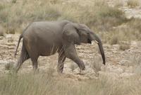 Etosha Nationalpark (22)