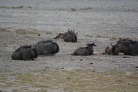 Etosha Nationalpark (35)