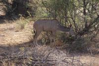 Kudu (2)