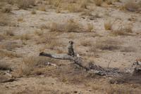 Bwabwata NP Schutzzone (11)