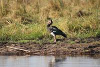Bootsfahrt auf dem Kwando (11)