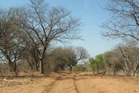 Safari im Chobe Nationalpark