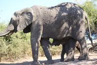 Safari im Chobe Nationalpark (15)