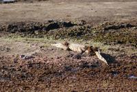 Safari im Chobe Nationalpark (22)