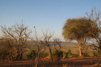 Safari im Chobe Nationalpark (28)