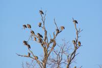 die Geier warten schon