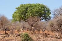 Safari im Chobe NP (5)