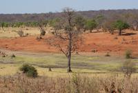Safari im Chobe NP (6)