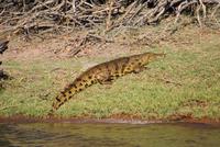Chobe River Safari (2)