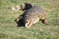 Chobe River Safari (11)