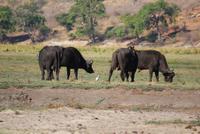 Chobe River Safari (15)