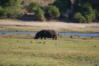 Chobe River Safari (34)