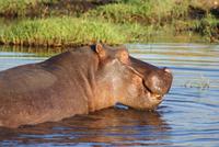 Chobe River Safari (42)