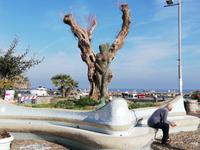 Inselrundfahrt, Stopp in Lacco Ameno