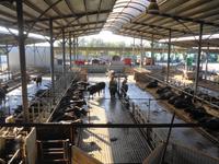 Italien - Nationalpark Cilento - Büffelfarm Vannulo, Capaccio