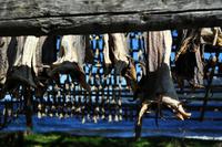 Stockfisch - Torrfisk