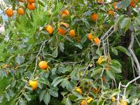 Kisch: im Garten der kaukasisch-albanischen St. Elisej-Kirche