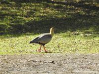 Pucon 