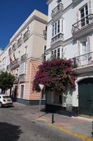 Bougainvillea in Cádiz