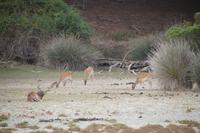 Dammwild, Coto de Doñana
