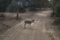 Junger Hirschbock in unserer Fahrspur 