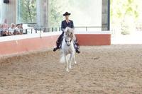 Reiter auf tänzelndem Hengst