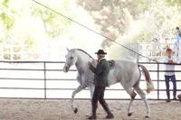 Das Pferd umrundet seinen Trainer 