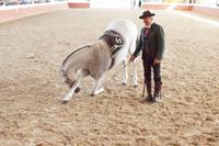 Yeguada Cartuja - Hierro del Bocado