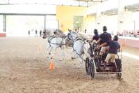 Sportlicher Vierspänner