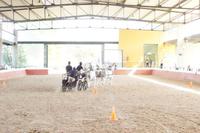 Sportlicher Vierspänner