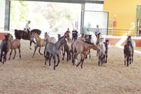 Yeguada Cartuja - Hierro del Bocado