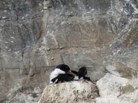 Kormoran Chile