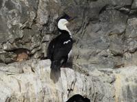 Kormoran mit blauen Augen Chile