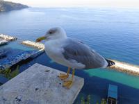 Italien - Sorrent - Strandbad mit Möwe