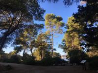 Küstenwald bei Porto Conte