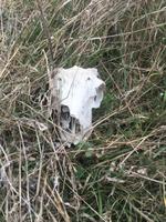 Schafsschädel in der Auvergne