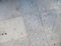 011_Valletta_Steinboden mit Fossilien