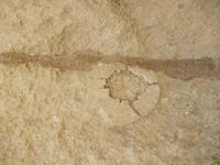 056_Valletta_Birgu_fossiler Seesternabdruck