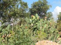 072_Wanderung nach Mgarr