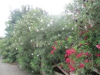 106_Wanderung nach Mdina