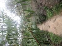 137_Wanderung von Mtahleb nach Bahrija