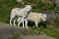 Omega Wildpark -  Polarwolf