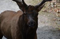 Omega Wildpark -  Portrait