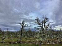 Geisterwald Puerto Natales Chile