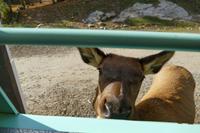 Tag 6 – Besuch Omega-Wildlife-Park (3)