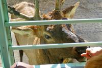 Tag 6 – Besuch Omega-Wildlife-Park (18)