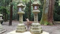 Kasuga Taisha Shinto Schrein Nara